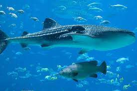 Discover Qatar - Discover the Whale Sharks of Qatar